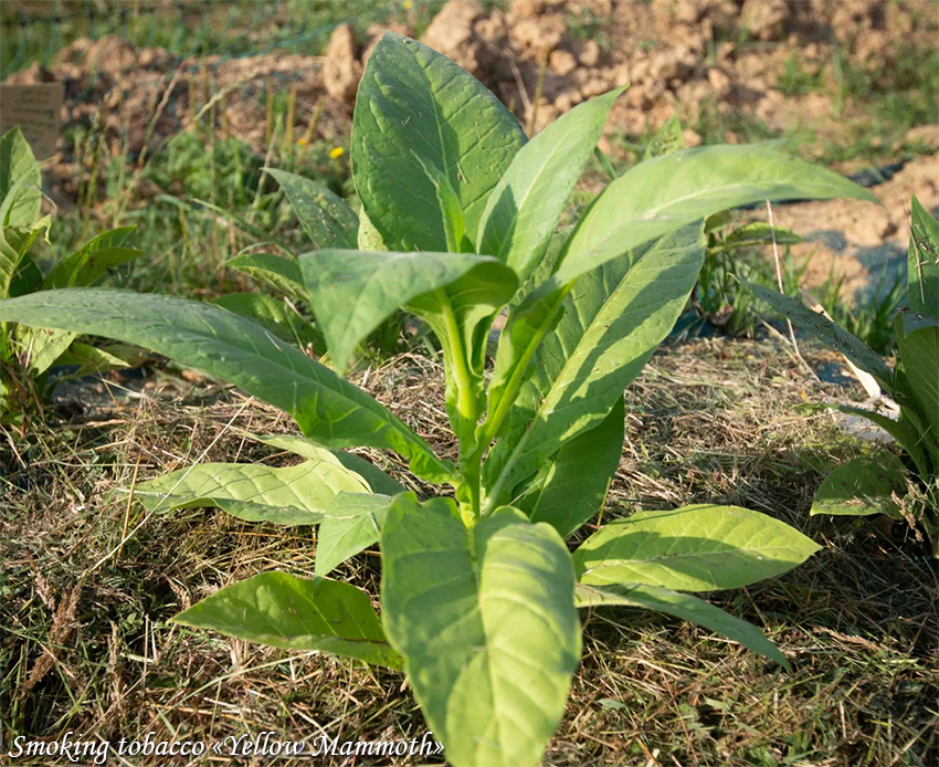 Smoking tobacco Yellow Mammoth Suitsutubakas, Курительный табак Жёлтый мамонт